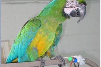 MiliGold Macaw Babies in Cell