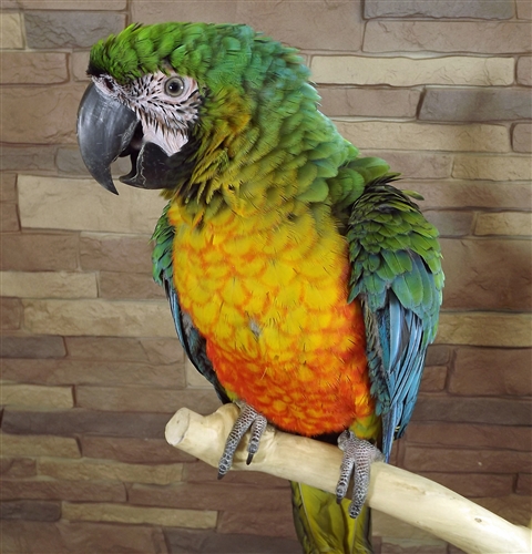 Birds , 8 Wonderful Miligold Macaw : Miligold Macaw Baby
