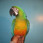Miligold Macaw for sale , 8 Wonderful Miligold Macaw In Birds Category