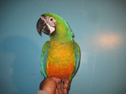 Birds , 8 Wonderful Miligold Macaw : Miligold Macaw For Sale