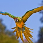 Miligold Macaws , 8 Wonderful Miligold Macaw In Birds Category