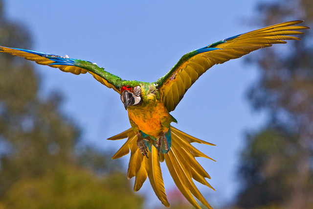 Birds , 8 Wonderful Miligold Macaw : Miligold Macaws