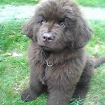 Newfoundland puppy , 7 Charming Newfoundland Dog Pictures In Dog Category