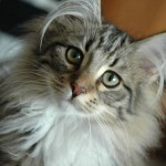 Norwegian Forest Cat , 6 Lovely Cat Breeds With Pictures In Cat Category