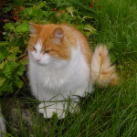 Norwegian Forest Cat Pictures , 7 Stunning Norwegian Forest Cat Pictures In Cat Category