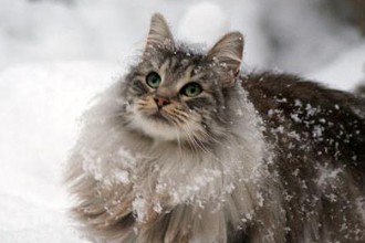Norwegian Forest Cat , 7 Stunning Norwegian Forest Cat Pictures In Cat Category