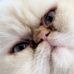 Old Himalayan Cat , 7 Cute Pictures Of Himalayan Cats In Cat Category