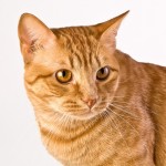 Orange tabby cats , 7 Awesome Pictures Of Orange Tabby Cats In Cat Category