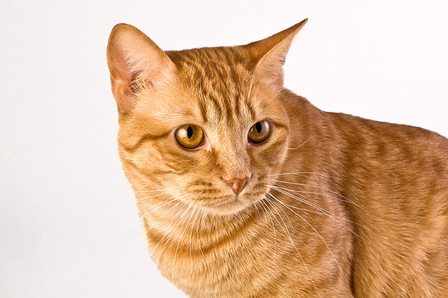 Cat , 7 Awesome Pictures Of Orange Tabby Cats : Orange Tabby Cats
