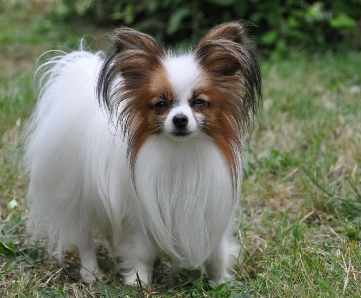 Dog , 4 Beautiful Pictures Of Papillon Dogs : Papillon Dog