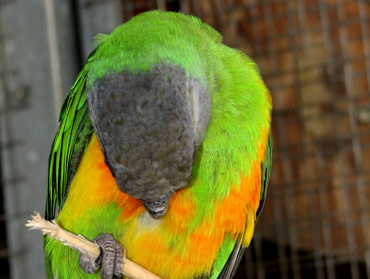 Birds , 7 Wonderful Senegal Parrots : Parrot Breeding