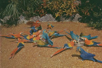 Parrot Jungle , 7 Beautiful Parrot Jungle Miami In Birds Category