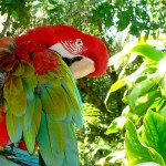 Parrot Jungle Florida , 7 Beautiful Parrot Jungle Miami In Birds Category