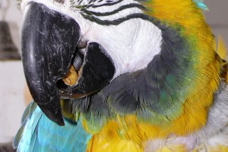Parrot Rescue in Scientific data