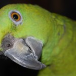 Parrot Rico , 6 Beautiful Parrot Lifespan In Birds Category