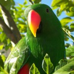 Parrot , 7 Charming Eclectus Parrot In Birds Category