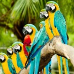 Parrots , 7 Cool Macaw Facts For Kids In Birds Category