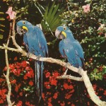 Parrots Jungle , 7 Beautiful Parrot Jungle Miami In Birds Category