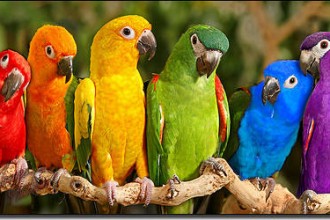 Parrots Macaw , 8 Wonderful Types Of Macaws In Birds Category