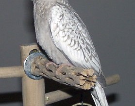 Pearl Bird in Animal
