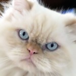 Persian Cat , 5 Lovely Persian Cats Pictures In Cat Category
