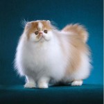 Persian Cat , 7 Beautiful Pictures Of Persian Cats In Cat Category