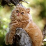 Persian Cat Breeds , 6 Fabulous Pictures Of Cat Breeds In Cat Category