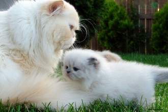 Persian Cat Breeds , 7 Beautiful Cat Breeds With Pictures In Cat Category