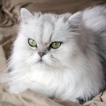 Persian Cat Breeds , 5 Lovely Persian Cats Pictures In Cat Category