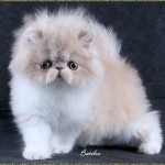 Persian Cats Pictures , 5 Lovely Persian Cats Pictures In Cat Category