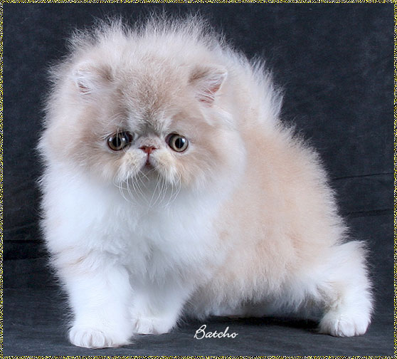 Cat , 5 Lovely Persian Cats Pictures : Persian Cats Pictures