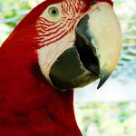 Peru Amazon Red McCaw Parrot , 7 Top Mccaw Parrot In Birds Category