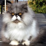 Picture of Persian Cat , 7 Beautiful Pictures Of Persian Cats In Cat Category