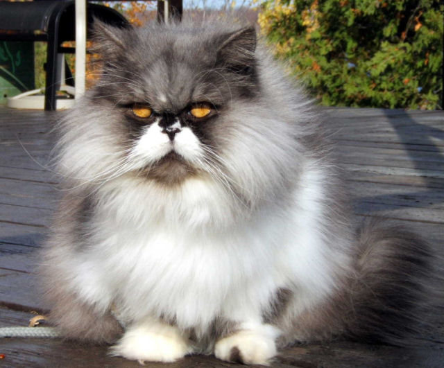 Cat , 7 Beautiful Pictures Of Persian Cats : Picture Of Persian Cat