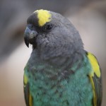 Poicephalus meyeri , 8 Beautiful Meyers Parrot In Birds Category