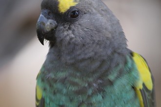 Poicephalus Meyeri , 8 Beautiful Meyers Parrot In Birds Category