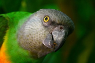 Poicephalus Senegalus , 7 Beautiful Senegal Parrot In Birds Category