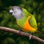 Poicephalus senegalus , 7 Wonderful Senegal Parrots In Birds Category