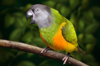 Poicephalus Senegalus , 7 Wonderful Senegal Parrots In Birds Category