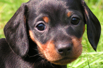 Puppy Dachshund , 8 Fabulous Funny Weiner Dog Pictures In Dog Category