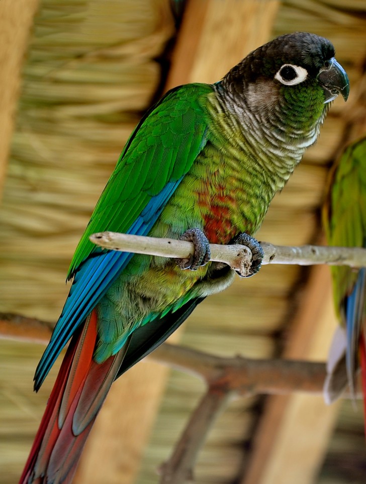 Birds , 7 Beautiful Green Cheeked Parrot : Pyrrhura Molinae Parrot