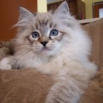 Ragdoll Cat , 5 Fabulous Ragdoll Cat Pictures In Cat Category