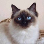 Ragdoll Cat Breed , 6 Fabulous Pictures Of Cat Breeds In Cat Category