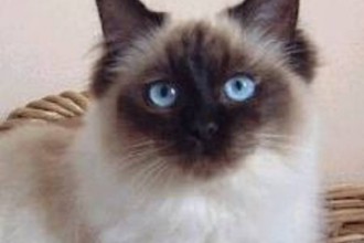 Ragdoll Cat Breed , 7 Beautiful Cat Breeds With Pictures In Cat Category