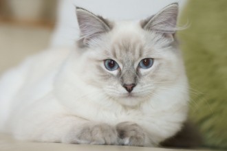 Ragdoll Cat , 6 Wonderful Pictures Of Ragdoll Cats In Cat Category