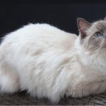 Ragdoll Cat , 5 Gorgeous Ragdoll Cats Pictures In Cat Category