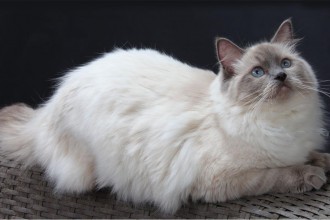 Ragdoll Cat , 5 Gorgeous Ragdoll Cats Pictures In Cat Category