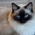 Ragdoll Cats , 5 Fabulous Ragdoll Cat Pictures In Cat Category