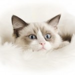 Ragdoll Cats , 6 Wonderful Pictures Of Ragdoll Cats In Cat Category