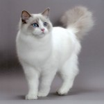 Ragdoll Cute Cats , 5 Gorgeous Ragdoll Cats Pictures In Cat Category